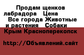 Продам щенков лабрадора › Цена ­ 20 000 - Все города Животные и растения » Собаки   . Крым,Красноперекопск